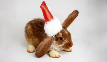 A small brown rabbit with white spots and a Santa Claus hat.The concept of the new year of Easter.Cute pet photo