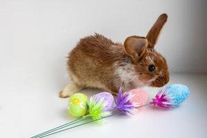 marrón de pascua con manchas blancas un pequeño conejo salta cerca de los huevos de pascua sobre un fondo blanco. el concepto de las vacaciones de pascua foto