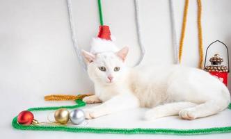 Portrait of a white cat in a Santa Claus hat close-up on a white background. The pet looks into the frame. The concept of trust. Christmas and New year photo