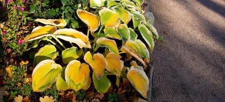 Flower hosts, variegated yellow autumn leaves hosts with white stripes photo