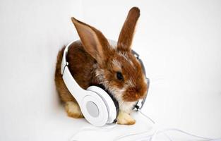 A red-brown rabbit in white headphones sits on a white background photo