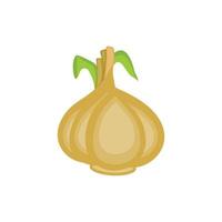 Vector of garlic. Isolated on a white garlic background, vector.