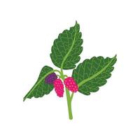 On a white background, a ripe raspberry berry branch. vector