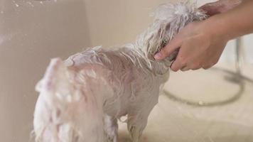 kleiner weißer hund bekommt ein bad video