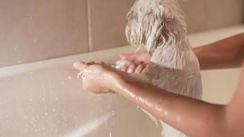 Little white dog gets a bath video