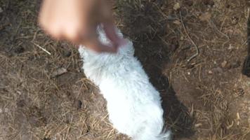 petit chien blanc fait des tours pour se régaler video