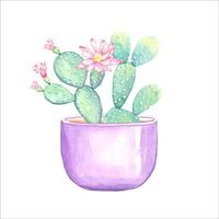 cactus floreciente en una olla. ilustración acuarela vector