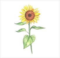 Watercolor hand draw sunflower vector