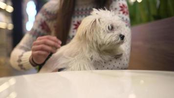 menina sentada no shopping com cachorro video