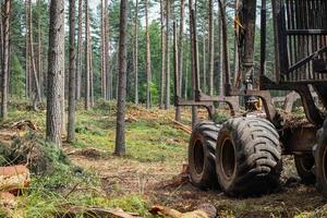 Old forest machine that clears trees in green summer forest standing near cut wood logs surrounded by growing tree trunks photo