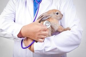 The vet carried the little brown rabbit for a checkup every month. Concept of pets, prevention of germs to humans photo