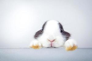 lindo conejito blanco parado en el borde de la pared y mira sobre un fondo blanco. concepto de pascua. copie el espacio foto