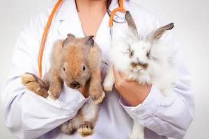 The vet carried the little brown and white rabbit for a checkup every month. Concept of pets, prevention of germs to humans photo