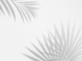 Palm leaves shadow background overlay vector
