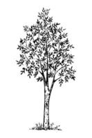 Hand-drawn vector ink drawing in engraving style. Deciduous rowan tree isolated on white background. Element of nature.