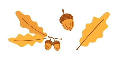 Vector autumn set with yellow oak leaves and acorns. Oak branch, leaf and acorn. Cute autumn collection. Fall.