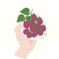 hand holding a raspberry vector