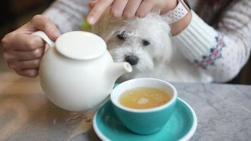 perrito bebe de una taza de té video