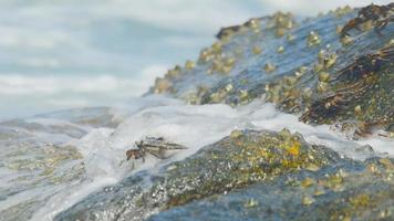 krabben op de rots op het strand, rollende golven, close-up video