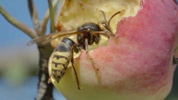 Hornet eats the flesh of a ripe red apple, HDR footage video