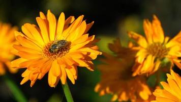 abelha em um calêndula laranja, flores de calendula officinalis video