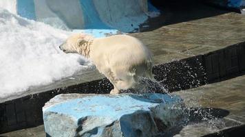 Polar bear six month cub playing in water video