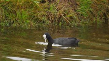 Black coot  Fulica atra  making a dive under water searching for fodder