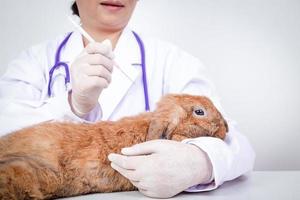 inyecciones veterinarias contra garrapatas, pulgas, ácaros, hongos o lepra. dar un conejito marrón. el concepto de mascotas protege contra patógenos para los humanos. Fondo blanco foto