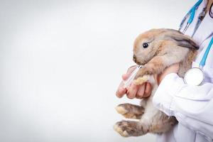 The vet carried the little brown rabbit for a checkup every month. Concept of pets, prevention of germs to humans. Copy space photo