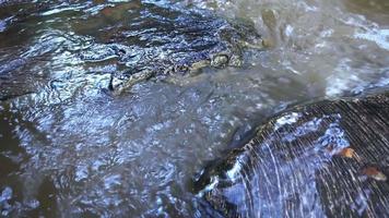 Streams and streams flow like small waterfalls in the forest. video