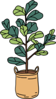 freehand sketch drawing of fiddle leaf fig tree. png