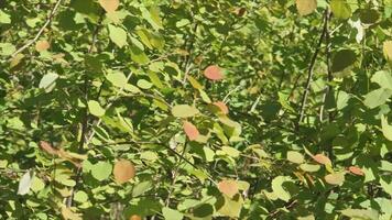 jeunes bouleaux en forêt video