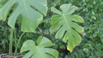 vent léger soufflant des feuilles de plantes dans le jardin pendant la journée avec du soleil. video