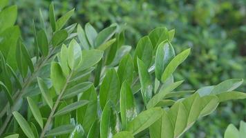 viento ligero que sopla hojas de plantas en el jardín durante el día con sol. video