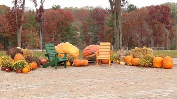 divertida cena de outono no parque. grandes abóboras e cabaças como decoração. algumas árvores sem folhas. folhas de várias cores na floresta. cadeiras adirondack laranja e verde. video