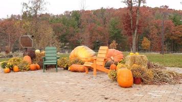 divertida escena de otoño en el parque. calabazas grandes y calabazas como decoración. algunos árboles sin hojas. hojas de múltiples colores en el bosque. sillas adirondack naranjas y verdes. video