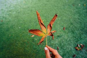 Woman hold nice yellow leaf in hand. photo