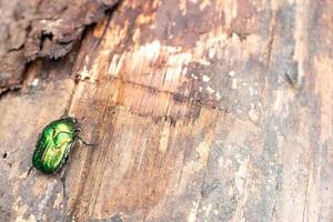 escarabajo verde rosa chafer se asienta sobre un tocón aka cetonia aurata foto