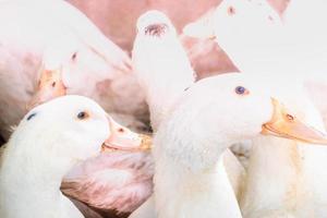 Flock of white domestic geese. Ranch duck Feeding photo