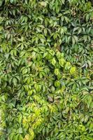 Parthenocissus quinquefolia, known as Virginia creeper, Victoria creeper, five-leaved ivy. Green foliage. Natural background. photo