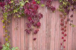 Parthenocissus quinquefolia, known as Virginia creeper, Victoria creeper, five-leaved ivy. Red foliage background red wooden wall. Natural background.