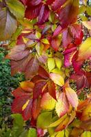 Parthenocissus quinquefolia, known as Virginia creeper, Victoria creeper, five-leaved ivy. Red foliage background red wooden wall. Natural background. photo