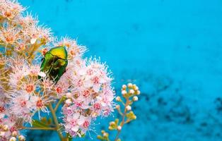 Rose chafer - Cetonia aurata - on flowers of Spirea bumalda photo