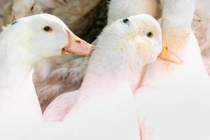 Flock of white domestic geese. Ranch duck Feeding photo