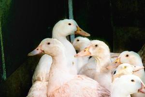 Flock of white domestic geese. Ranch duck Feeding photo