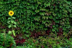 Parthenocissus quinquefolia, known as Virginia creeper, Victoria creeper, five-leaved ivy. Alone sunflower background Green foliage. Natural background. photo