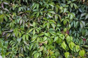 Parthenocissus quinquefolia, known as Virginia creeper, Victoria creeper, five-leaved ivy. Green foliage. Natural background. photo