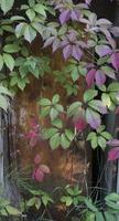 Parthenocissus quinquefolia, known as Virginia creeper, Victoria creeper, five-leaved ivy. Green foliage. Natural background. photo