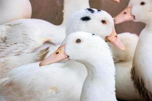 Flock of white domestic geese. Ranch duck Feeding photo