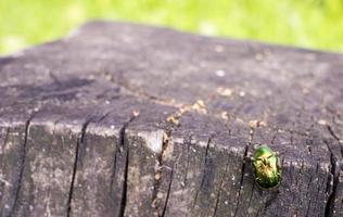 Beetle green rose chafer sits on a stump aka Cetonia aurata photo